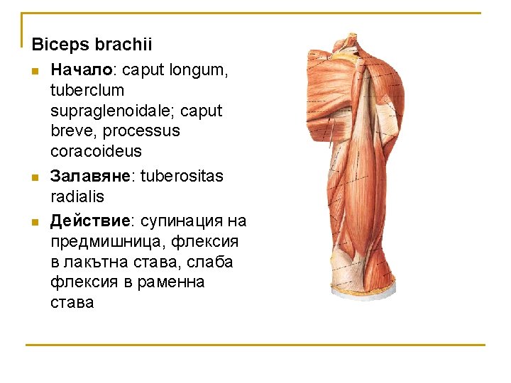 Biceps brachii n Начало: caput longum, tuberclum supraglenoidale; caput breve, processus coracoideus n Залавяне: