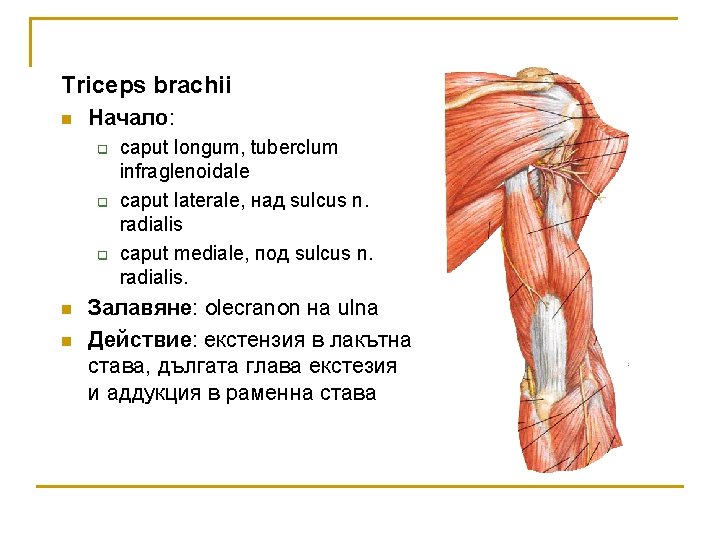 Triceps brachii n Начало: q q q n n caput longum, tuberclum infraglenoidale caput