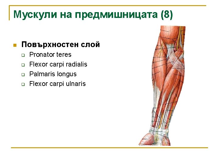 Мускули на предмишницата (8) n Повърхностен слой q q Pronator teres Flexor carpi radialis