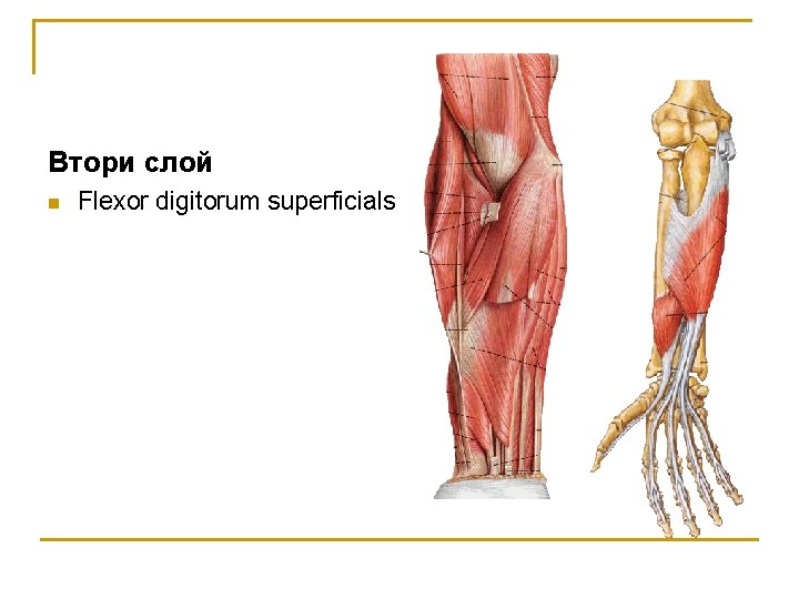 Втори слой n Flexor digitorum superficials 