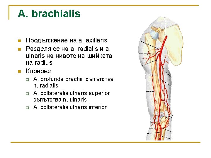 A. brachialis n n n Продължение на a. axillaris Разделя се на a. radialis