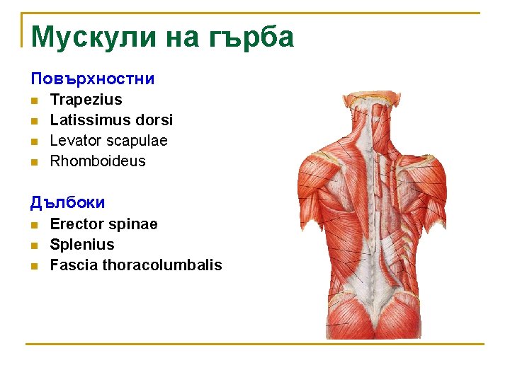 Мускули на гърба Повърхностни n n Trapezius Latissimus dorsi Levator scapulae Rhomboideus Дълбоки n