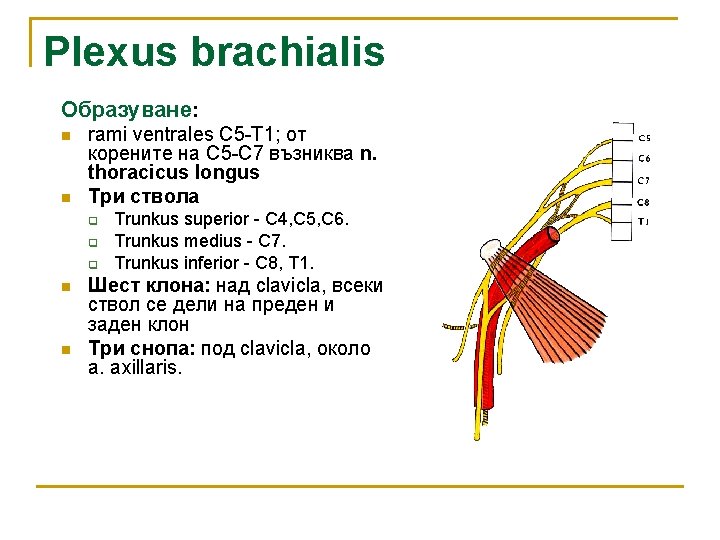 Plexus brachialis Образуване: n n rami ventrales C 5 -T 1; от корените на