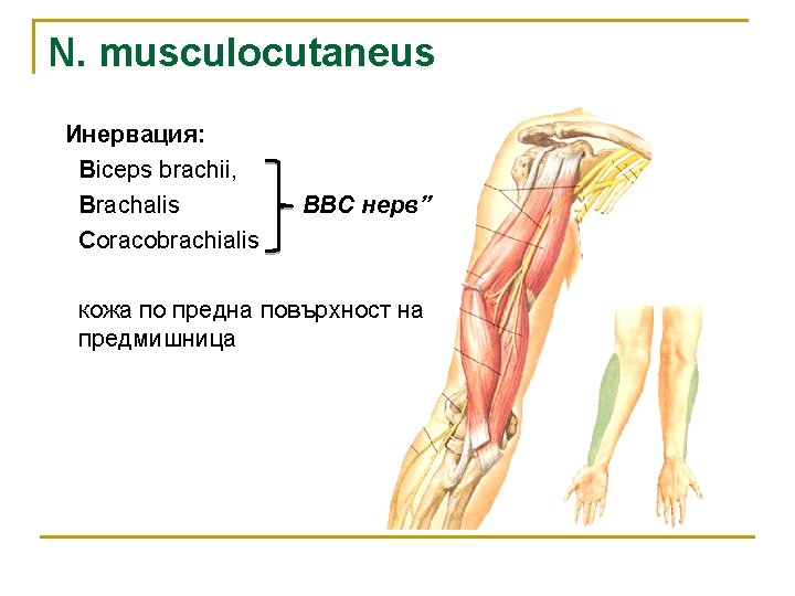 N. musculocutaneus Инервация: Biceps brachii, Brachalis Coracobrachialis - BBC нерв” кожа по предна повърхност