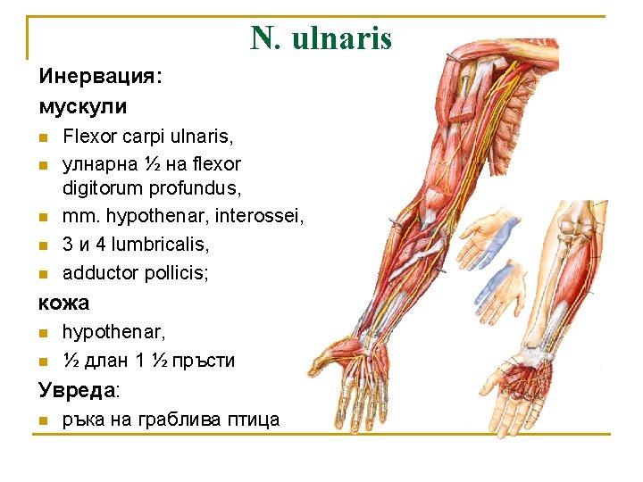 N. ulnaris Инервация: мускули n n n Flexor carpi ulnaris, улнарна ½ на flexor