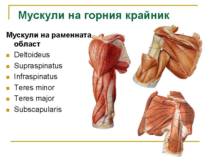 Мускули на горния крайник Мускули на раменната област n Deltoideus n Supraspinatus n Infraspinatus