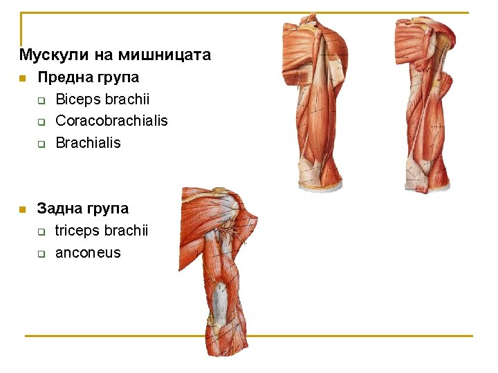 Мускули на мишницата n Предна група q Biceps brachii q Coracobrachialis q Brachialis n