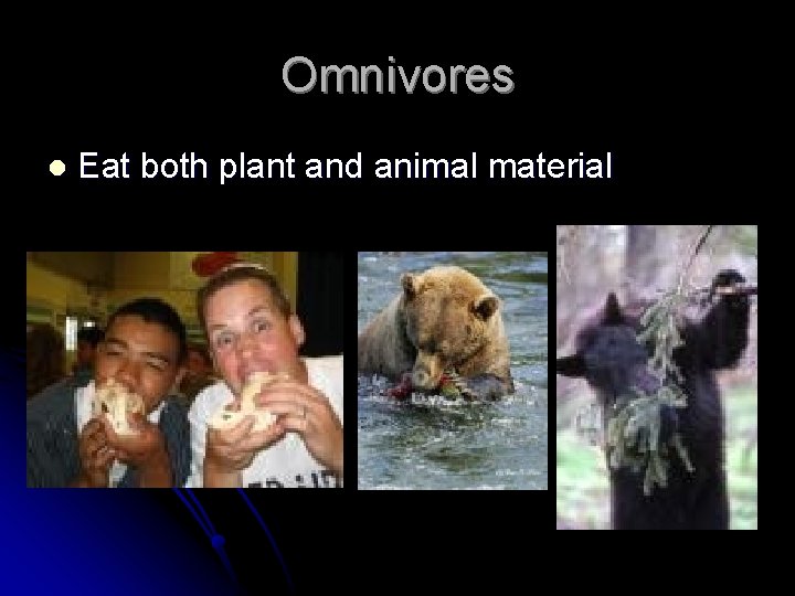 Omnivores l Eat both plant and animal material 