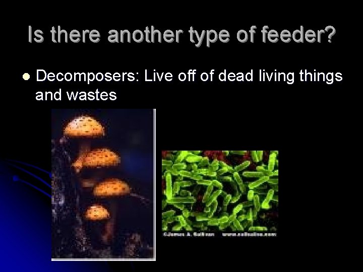 Is there another type of feeder? l Decomposers: Live off of dead living things