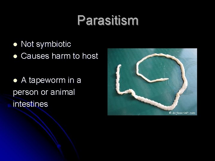 Parasitism l l Not symbiotic Causes harm to host A tapeworm in a person