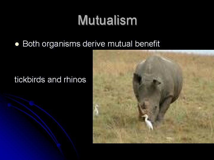 Mutualism l Both organisms derive mutual benefit tickbirds and rhinos 