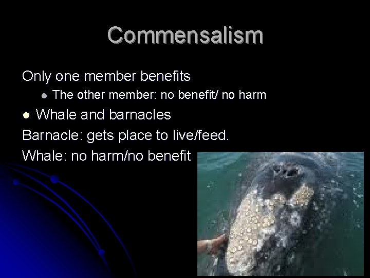 Commensalism Only one member benefits l The other member: no benefit/ no harm Whale