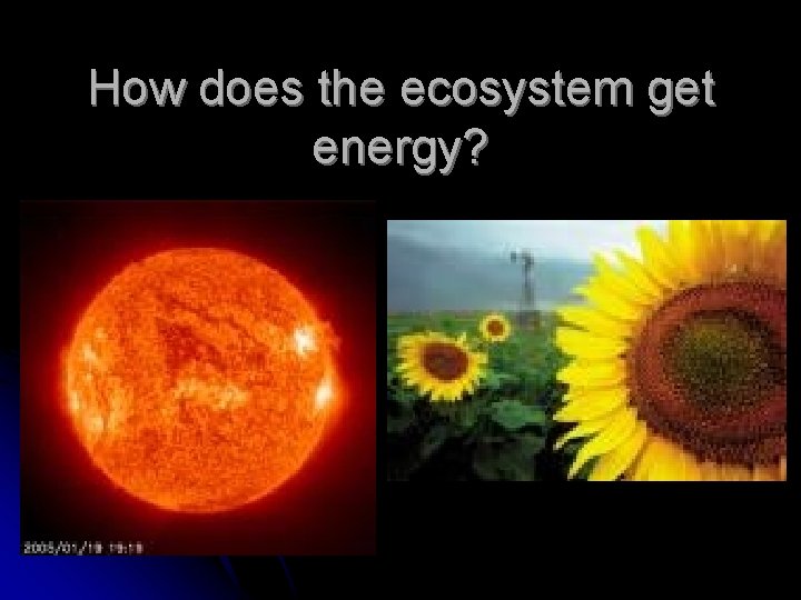How does the ecosystem get energy? 