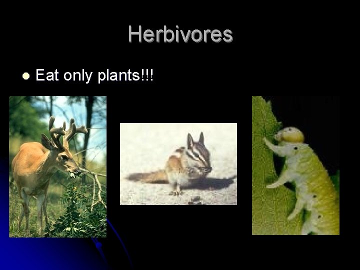Herbivores l Eat only plants!!! 