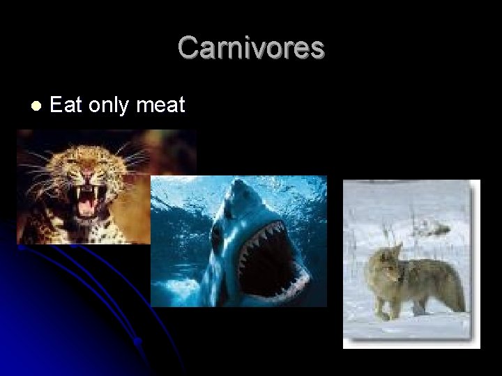 Carnivores l Eat only meat 
