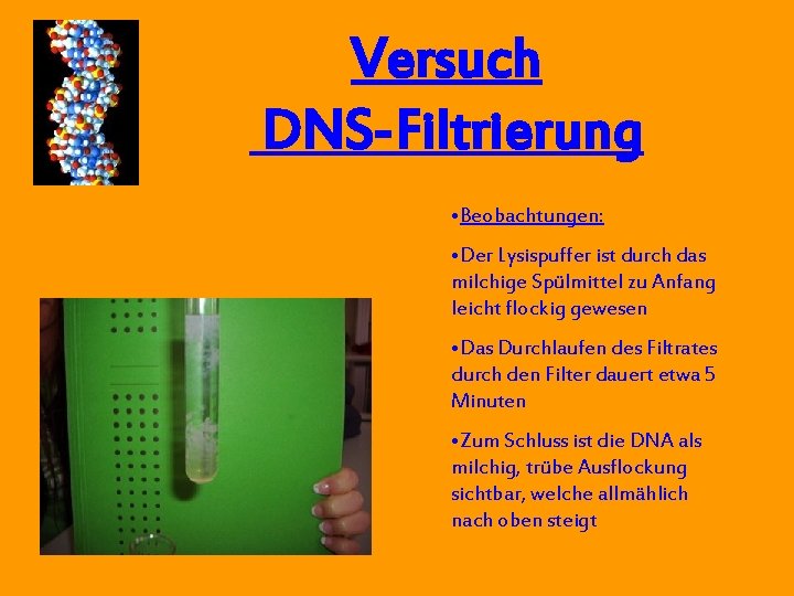 Versuch DNS-Filtrierung • Beobachtungen: • Der Lysispuffer ist durch das milchige Spülmittel zu Anfang