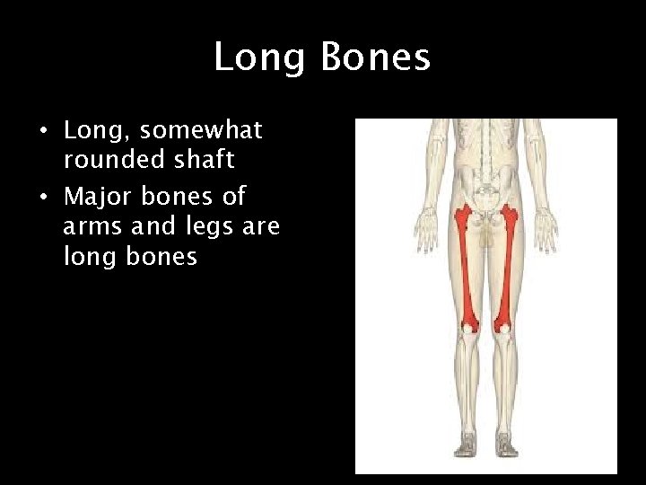 Long Bones • Long, somewhat rounded shaft • Major bones of arms and legs