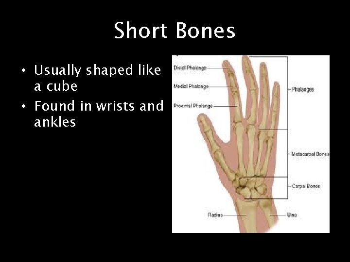 Short Bones • Usually shaped like a cube • Found in wrists and ankles