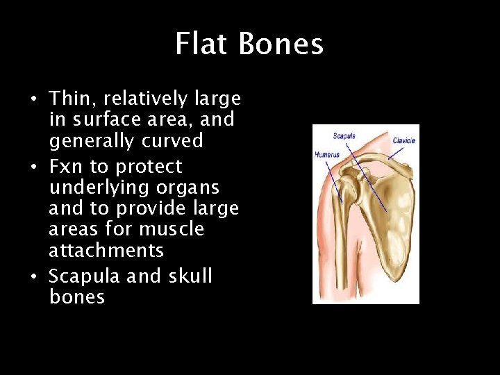 Flat Bones • Thin, relatively large in surface area, and generally curved • Fxn