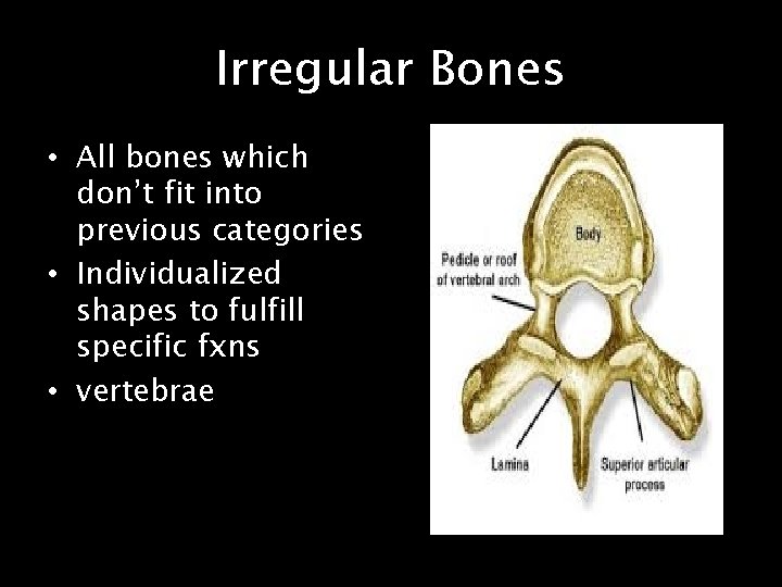 Irregular Bones • All bones which don’t fit into previous categories • Individualized shapes