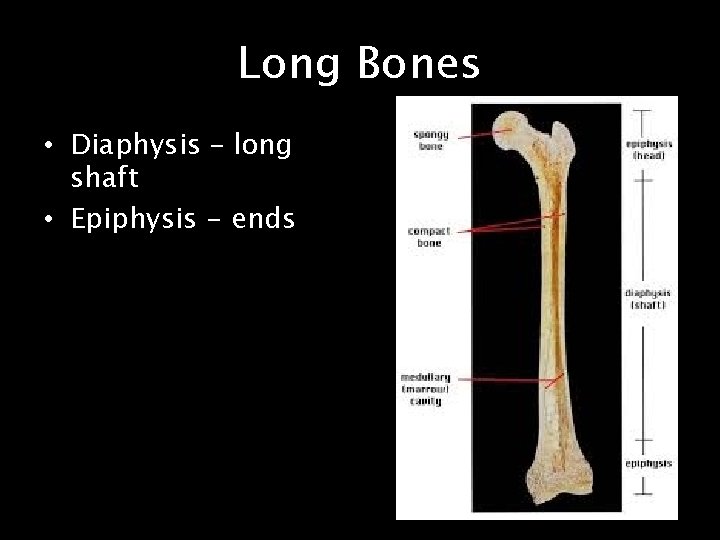 Long Bones • Diaphysis – long shaft • Epiphysis - ends 