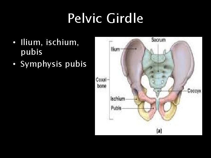 Pelvic Girdle • Ilium, ischium, pubis • Symphysis pubis 