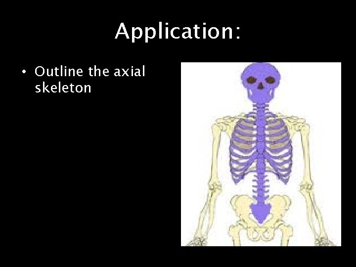 Application: • Outline the axial skeleton 