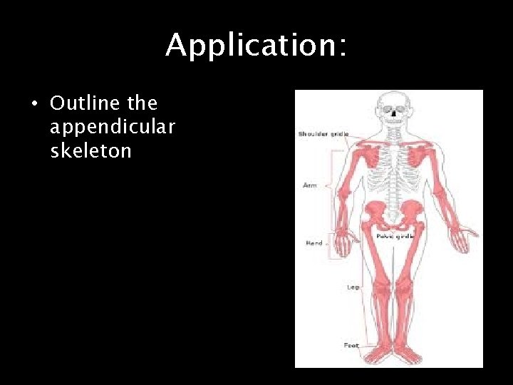 Application: • Outline the appendicular skeleton 