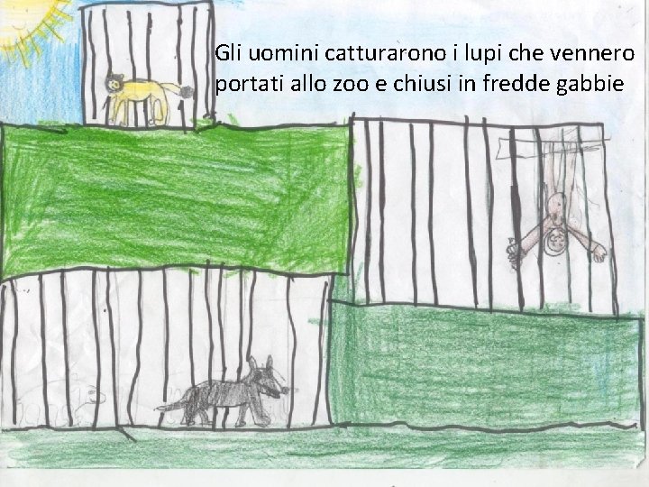 Gli uomini catturarono i lupi che vennero portati allo zoo e chiusi in fredde