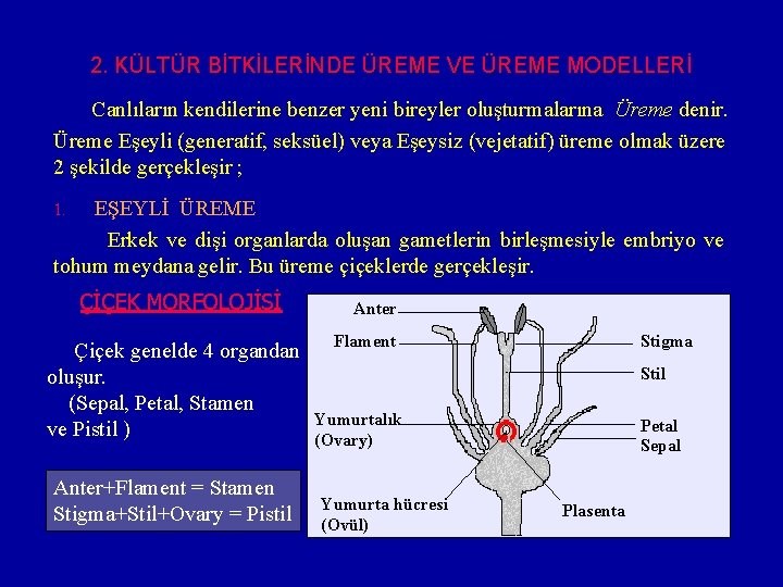 2. KÜLTÜR BİTKİLERİNDE ÜREME VE ÜREME MODELLERİ Canlıların kendilerine benzer yeni bireyler oluşturmalarına Üreme