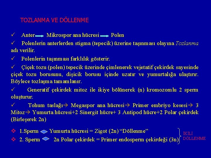 TOZLANMA VE DÖLLENME ü Anter Mikrospor ana hücresi Polen ü Polenlerin anterlerden stigma (tepecik)