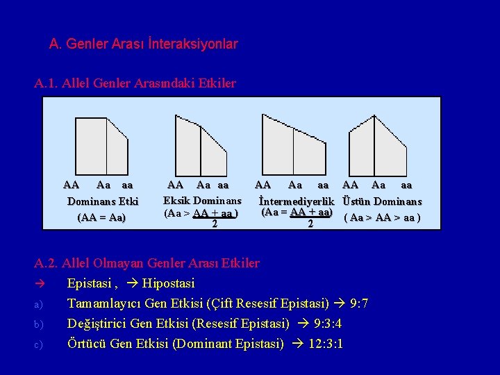 A. Genler Arası İnteraksiyonlar A. 1. Allel Genler Arasındaki Etkiler AA Aa aa Dominans