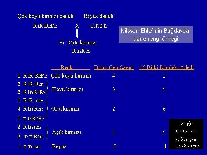 Çok koyu kırmızı daneli R 1 R 1 R 2 R 2 Beyaz daneli