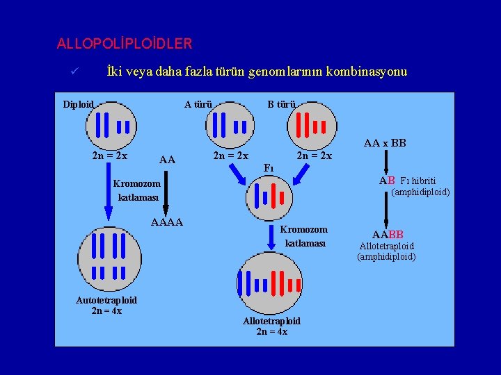 ALLOPOLİPLOİDLER İki veya daha fazla türün genomlarının kombinasyonu ü Diploid A türü B türü