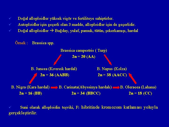 ü ü ü Doğal alloploidler yüksek vigör ve fertiliteye sahiptirler. Autoploidler için geçerli olan