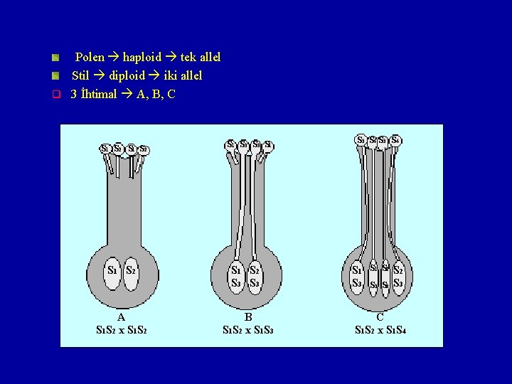 Polen haploid tek allel Stil diploid iki allel q 3 İhtimal A, B, C