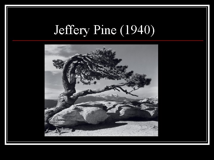 Jeffery Pine (1940) 