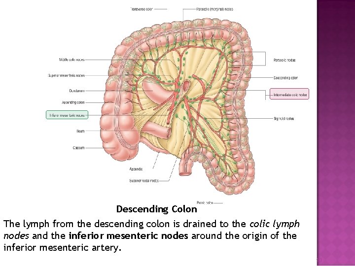 Descending Colon The lymph from the descending colon is drained to the colic lymph