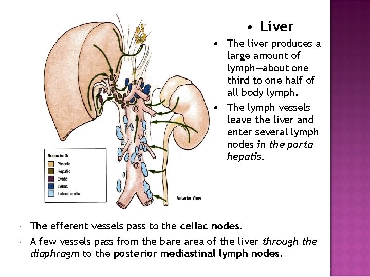 • Liver • The liver produces a large amount of lymph—about one third