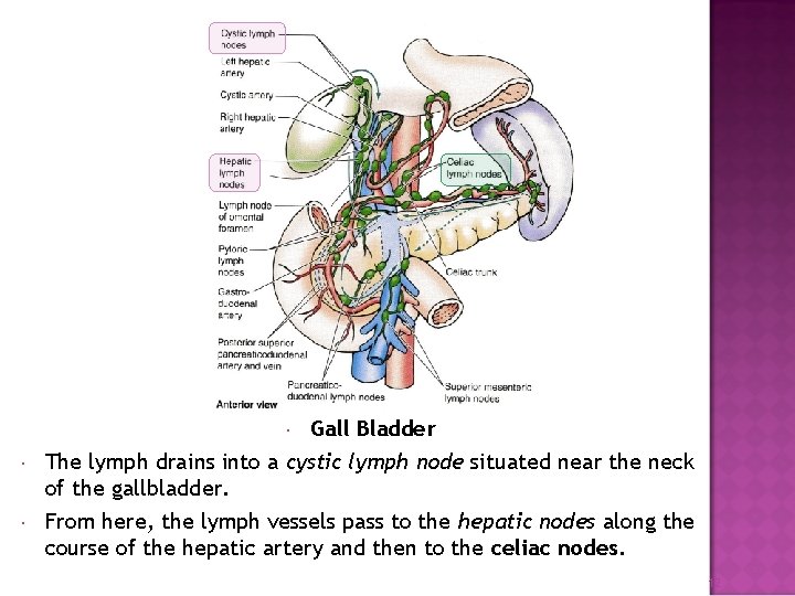 Gall Bladder The lymph drains into a cystic lymph node situated near the neck