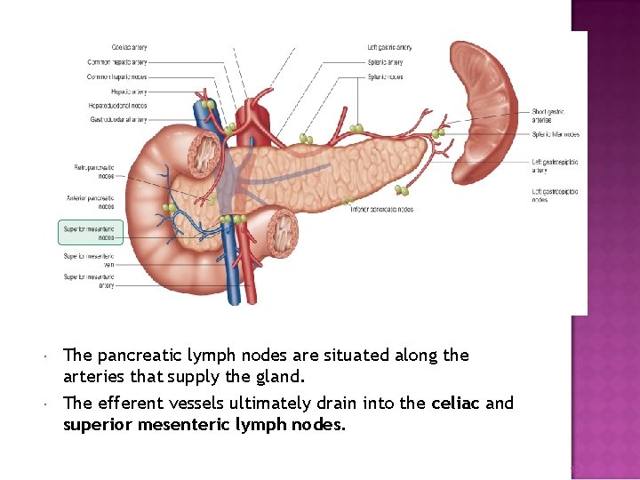  The pancreatic lymph nodes are situated along the arteries that supply the gland.