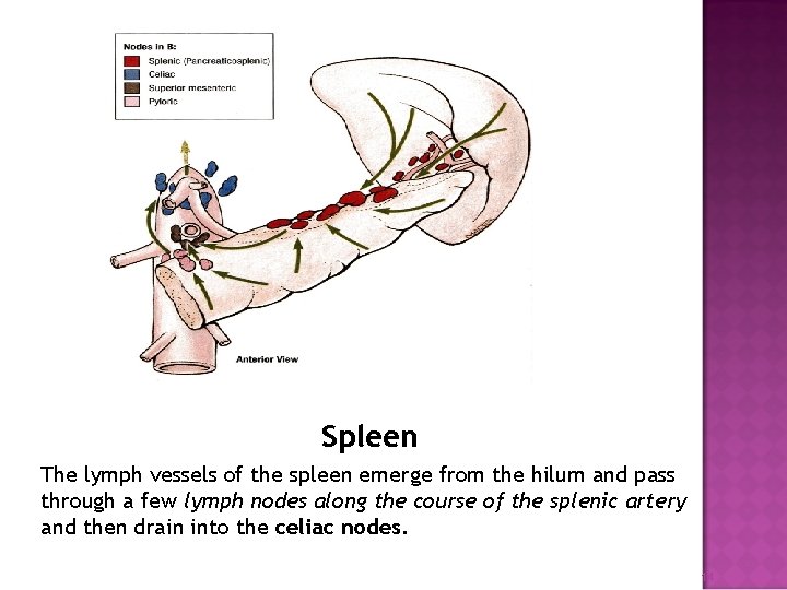 Spleen The lymph vessels of the spleen emerge from the hilum and pass through
