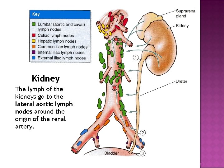 Kidney The lymph of the kidneys go to the lateral aortic lymph nodes around