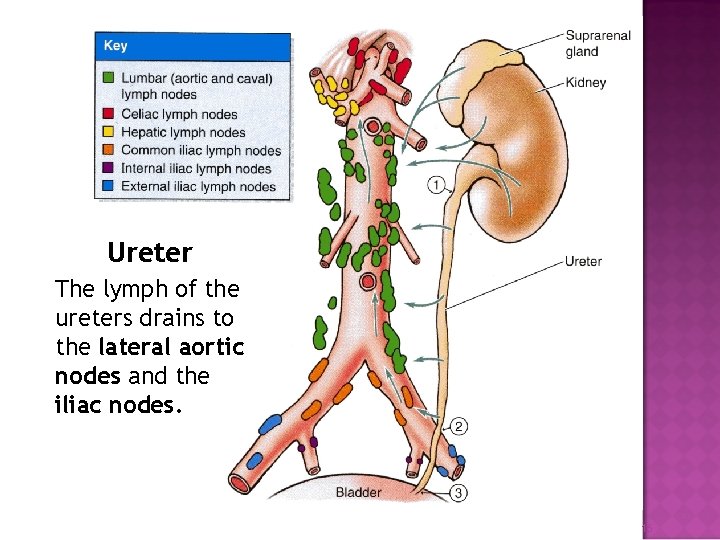 Ureter The lymph of the ureters drains to the lateral aortic nodes and the