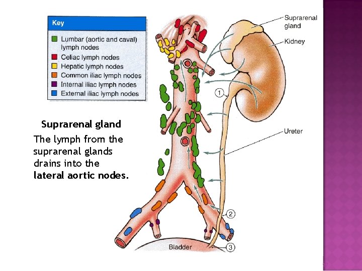 Suprarenal gland The lymph from the suprarenal glands drains into the lateral aortic nodes.