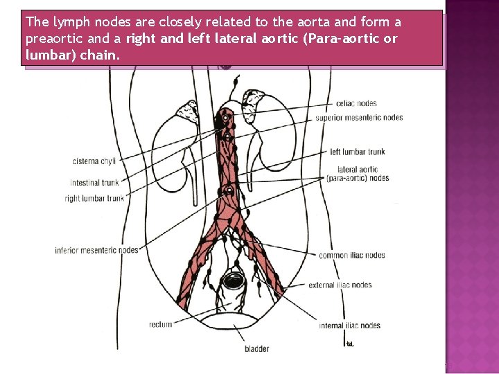 The lymph nodes are closely related to the aorta and form a preaortic and