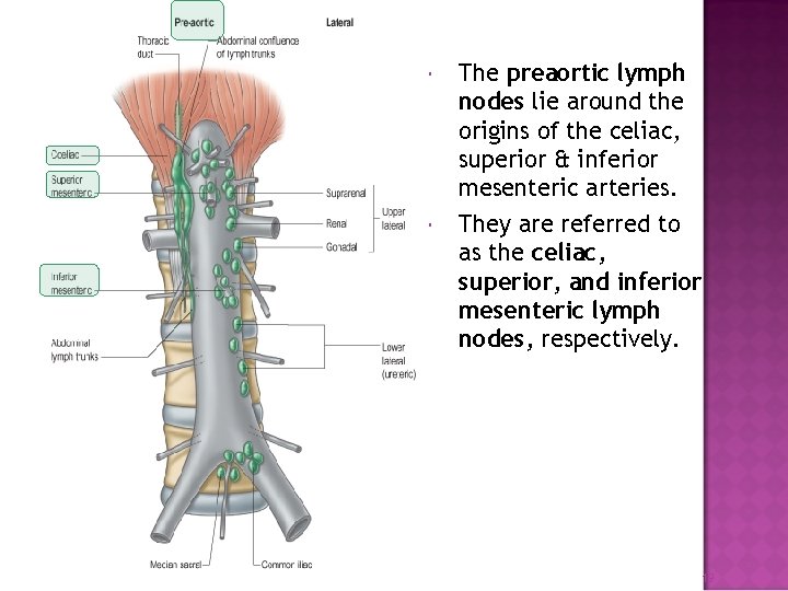  The preaortic lymph nodes lie around the origins of the celiac, superior &