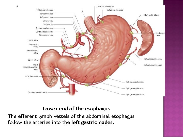 Lower end of the esophagus The efferent lymph vessels of the abdominal esophagus follow