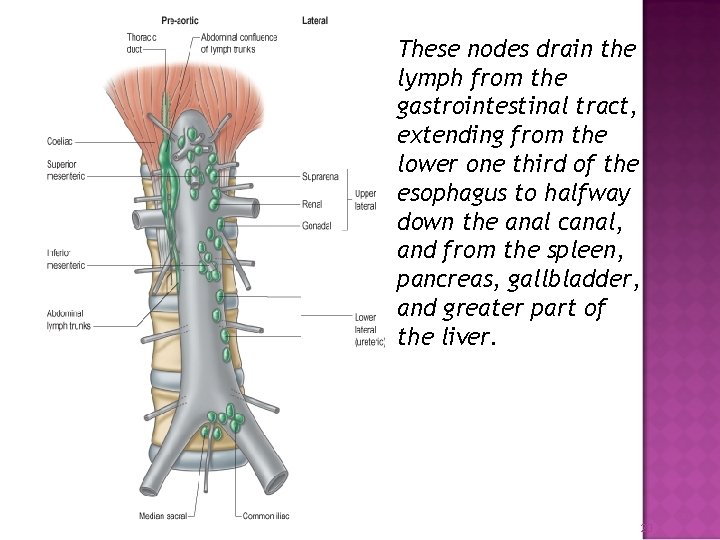 These nodes drain the lymph from the gastrointestinal tract, extending from the lower one