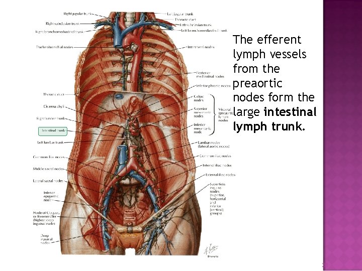 The efferent lymph vessels from the preaortic nodes form the large intestinal lymph trunk.